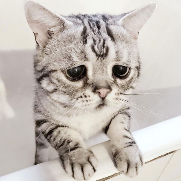 Traurige Katze weint
