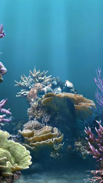 Hình ảnh san hô chân thực
