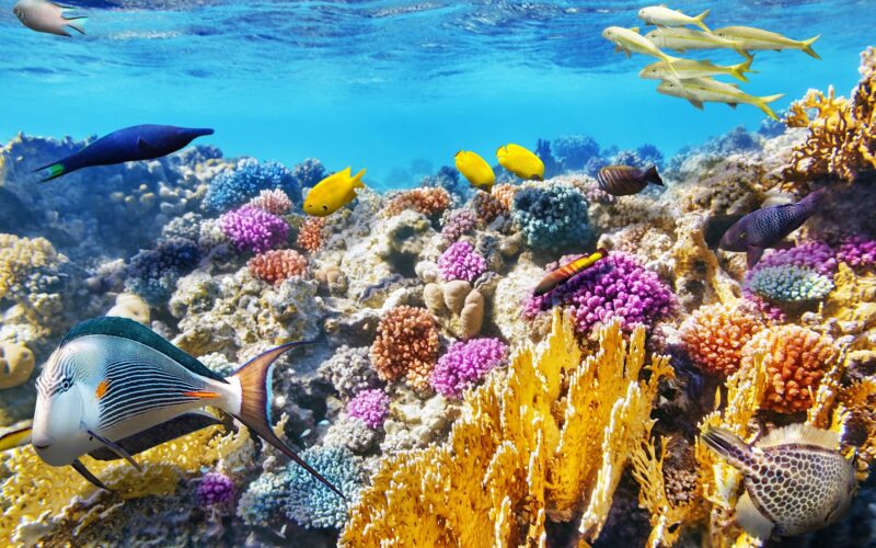 Hình ảnh san hô dưới biển đẹp nhất