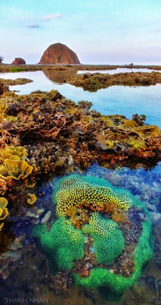Hình ảnh san hô dưới mặt biển