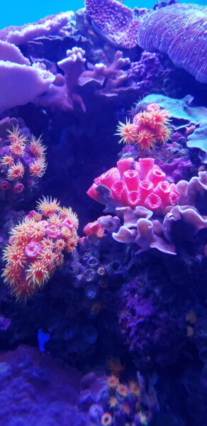 Hình ảnh san hô nhiều hình dạng