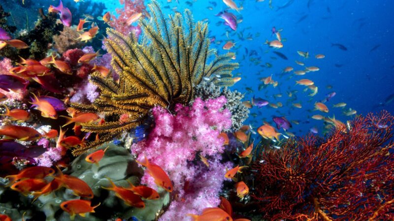 Hình ảnh san hô và cá con