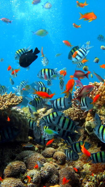 Hình ảnh san hô và nhiều loại cá