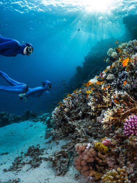 Hình ảnh san hô và thợ lặn
