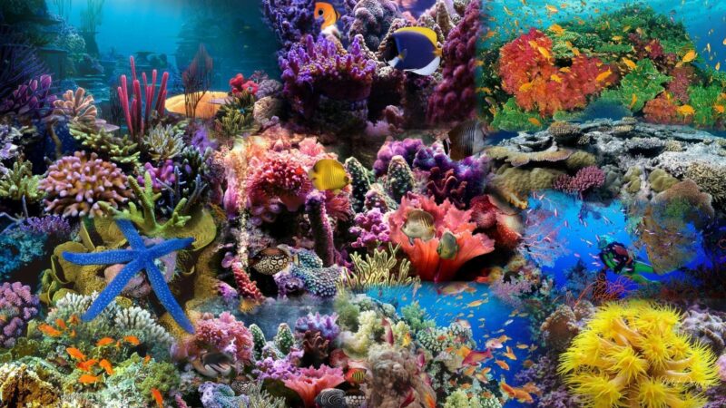 Hình ảnh san hô với cá và sao biển