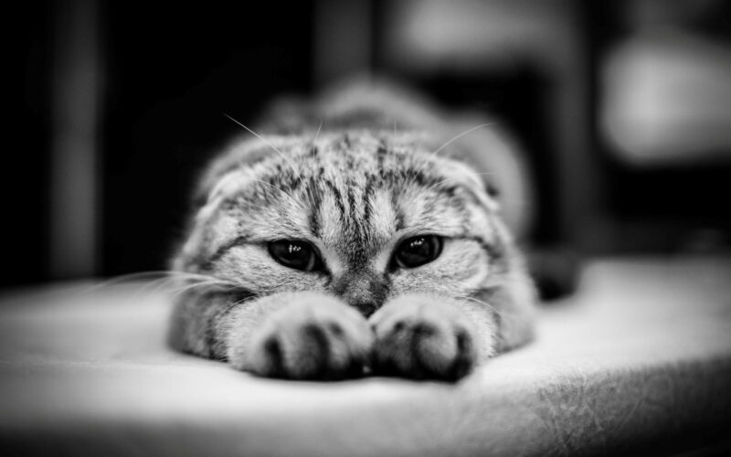 Schwarzweiss-trauriges Katzenbild
