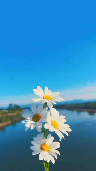 hình nền hoa cúc trắng