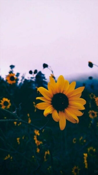 Hình nền iOS 14.2 hoa hướng dương