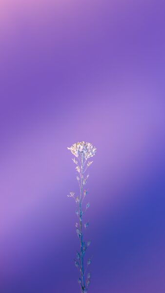 hình nền màu tím có bông hoa lẻ loi