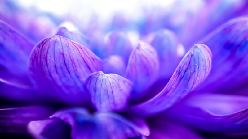 hình nền màu tím đóa hoa lở