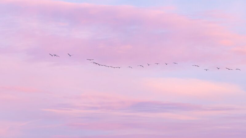 hình nền màu tím mây tím hồng và đàn chim