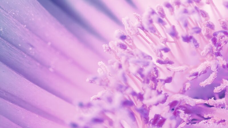 hình nền màu tím zoom vào nhụy hoa