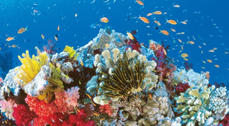 Hình san hô dùng để nghiên cứu hình thức sinh sản