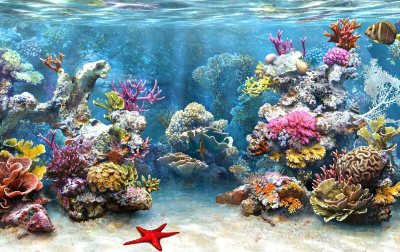 Hình san hô dưới đại dương