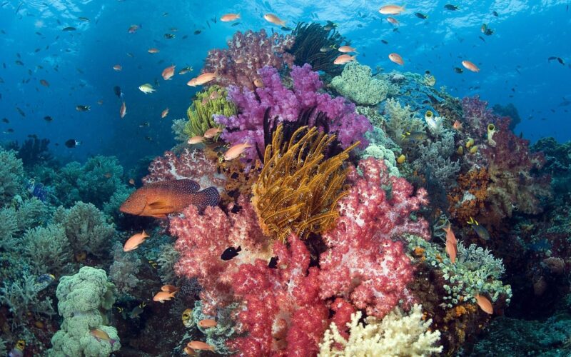 Hình san hô nhiều màu