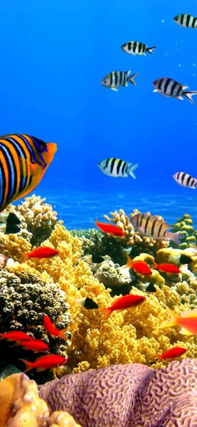 Hình san hô và cá