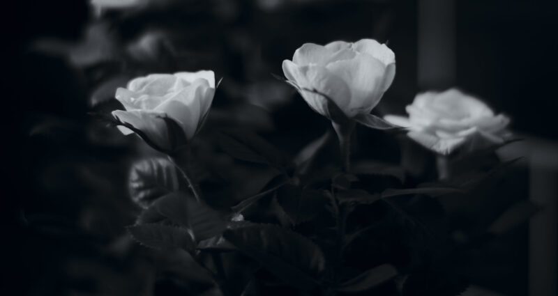Hình tang đen hoa hồng trắng