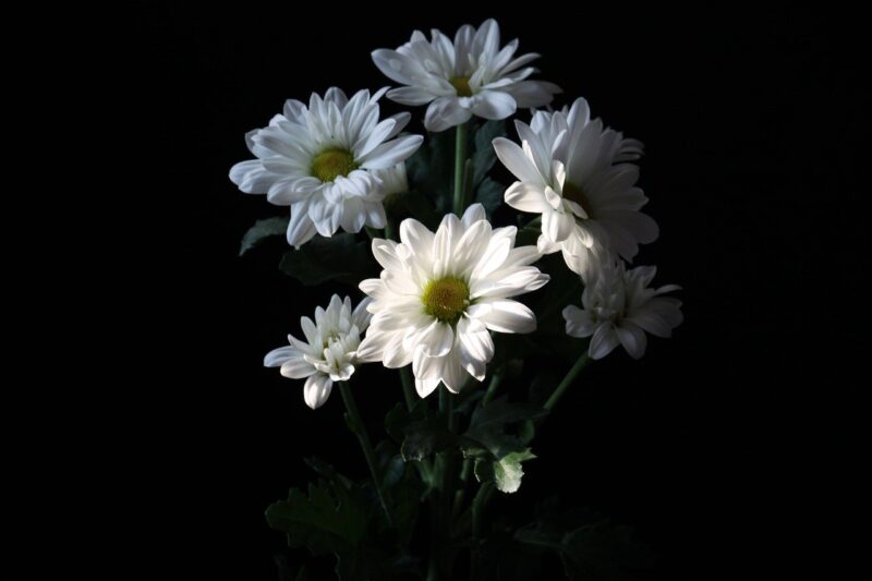 Hoa cúc trắng nền đen