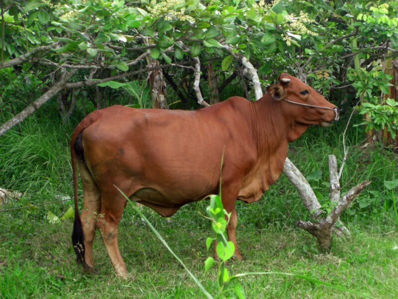 ảnh bò02