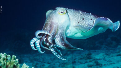 Cuttlefish