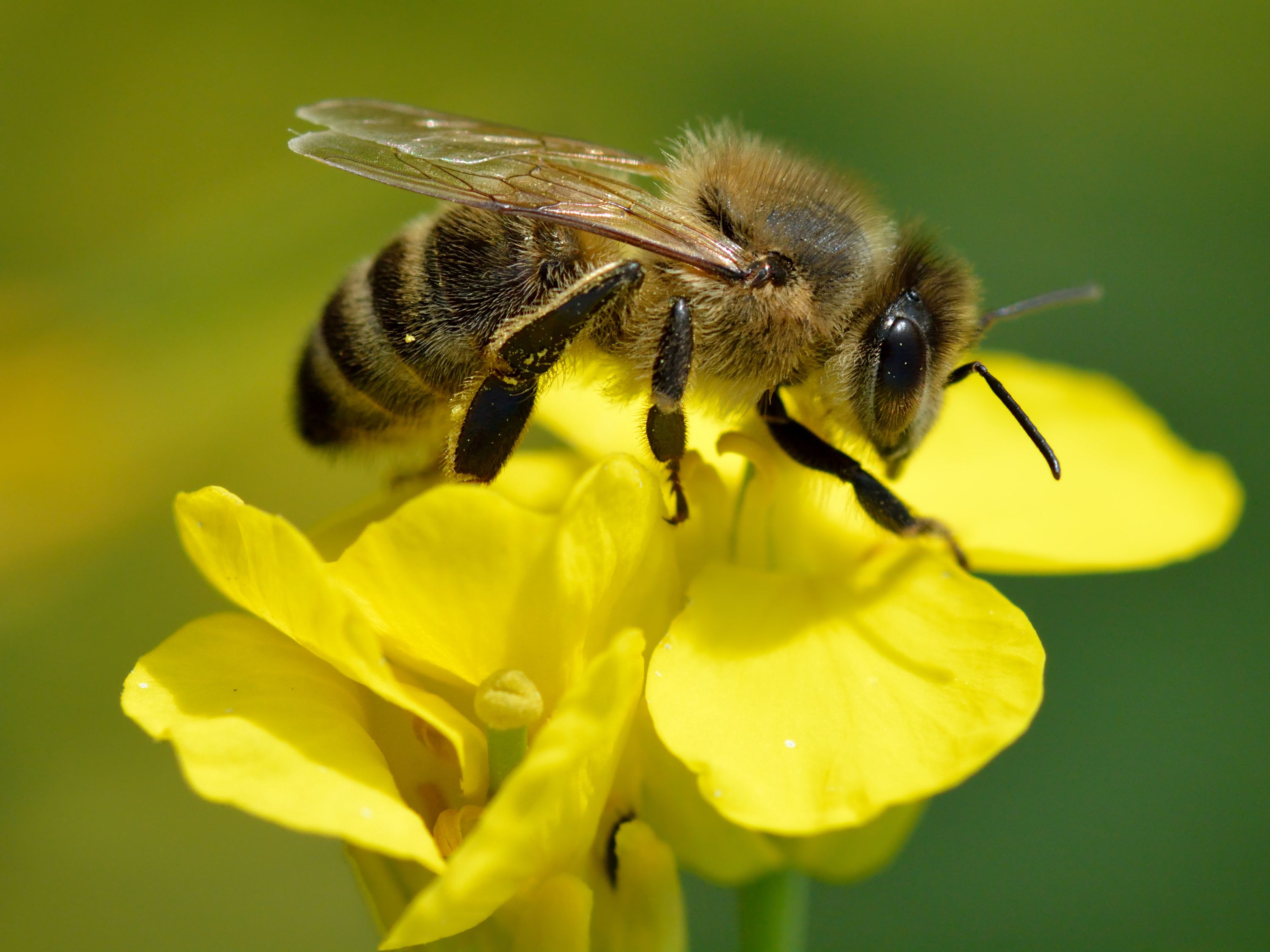 Con ong hiện thân của sự chăm chỉ đặc điểm hình ảnh chi tiết