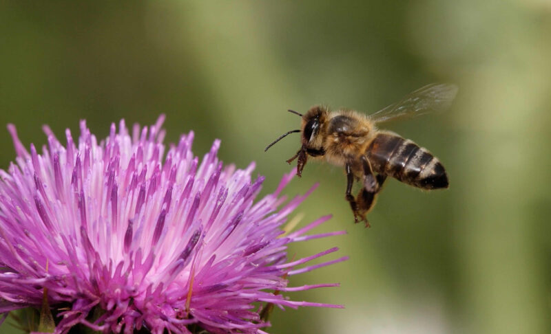 Ảnh con Ong đang bay