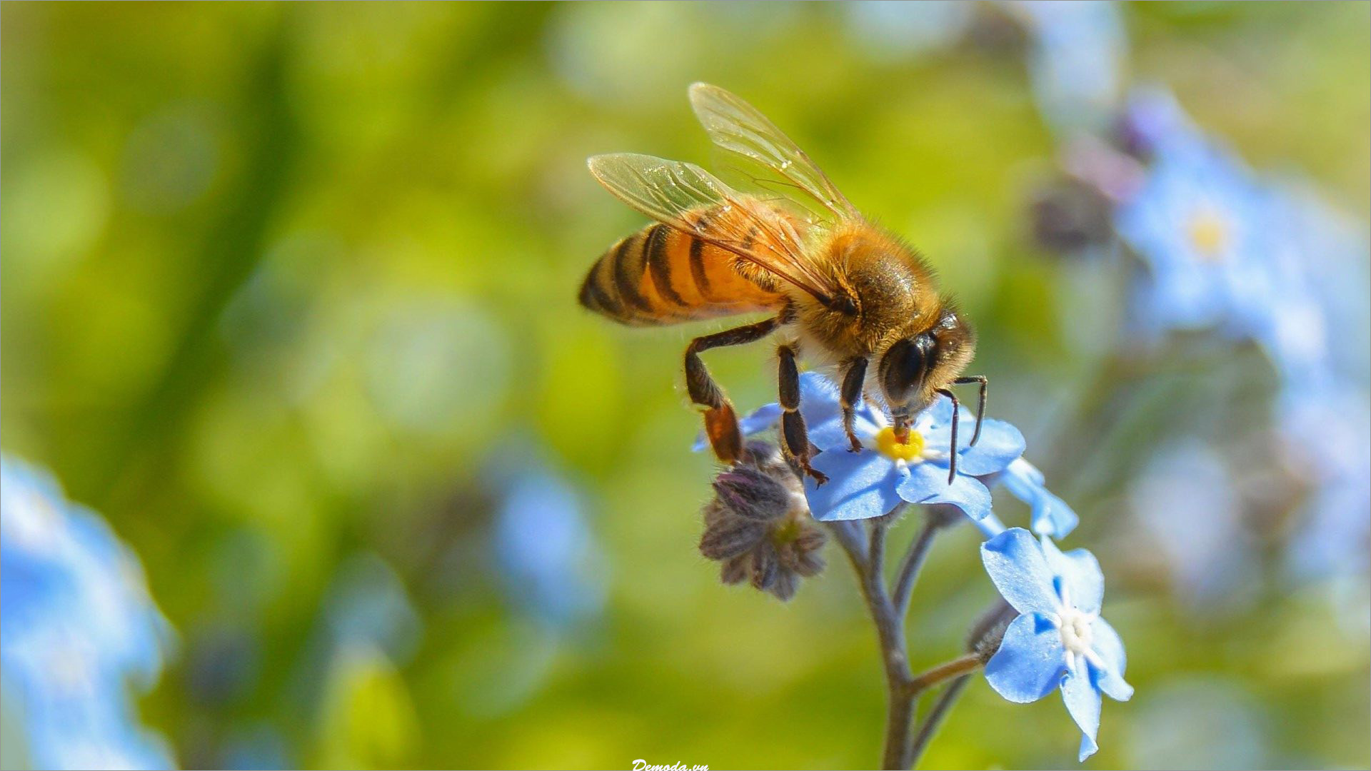 Hình nền  Con ong hoa Bay Thụ phấn 1920x1200  4kWallpaper  673761  Hình  nền đẹp hd  WallHere