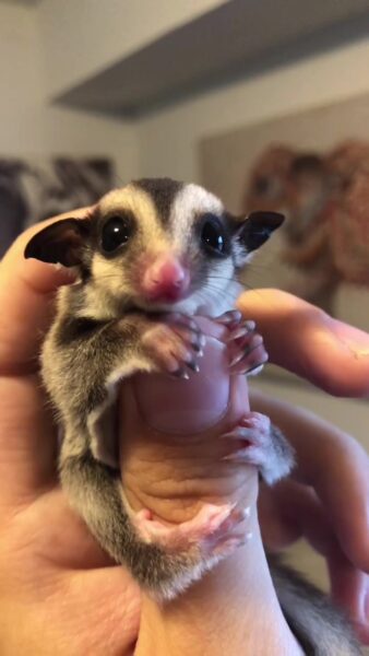 ảnh con sóc baya02 (2)