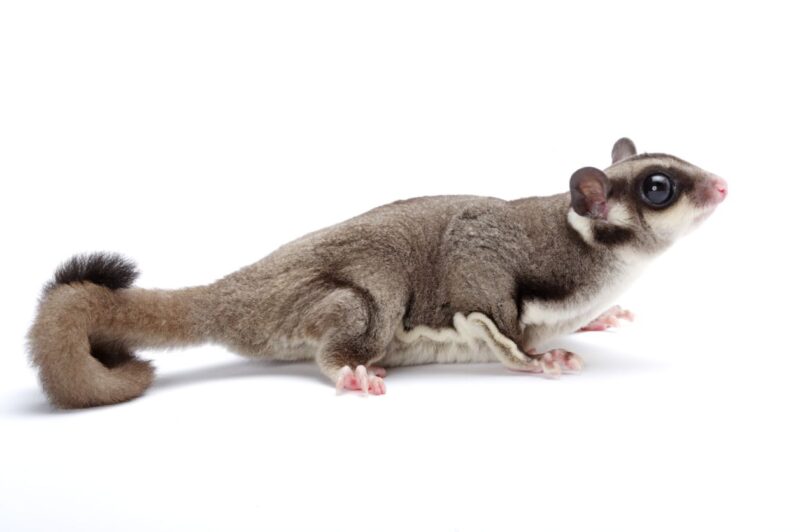 ảnh con sóc baya03 (2)