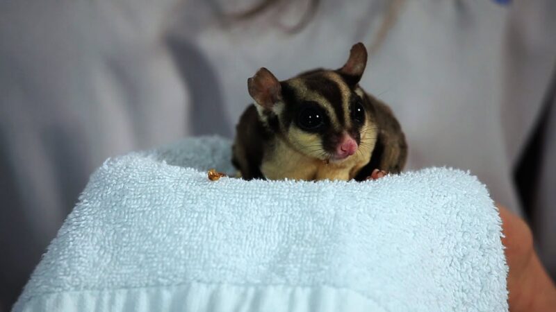 ảnh con sóc baya04 (2)