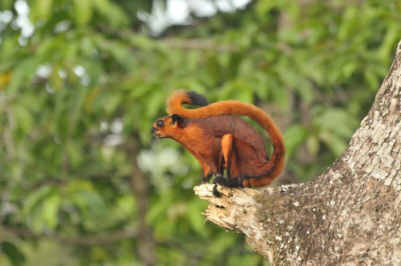 ảnh con sóc baya06 (2)