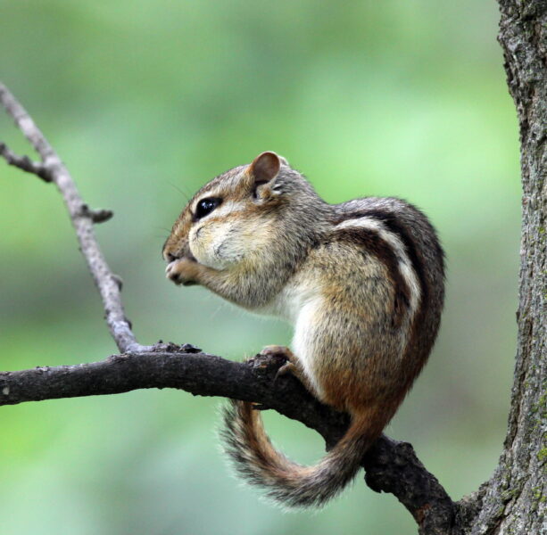 ảnh con sóc baya06 (3)