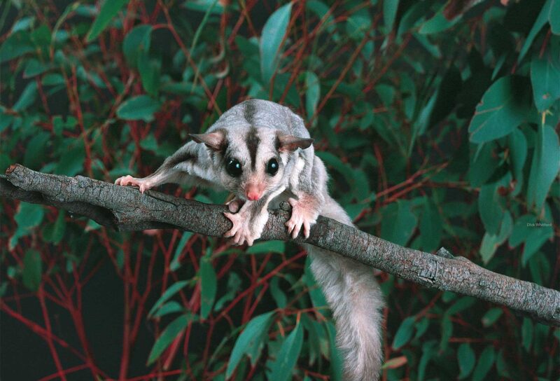 ảnh con sóc baya12 (3)