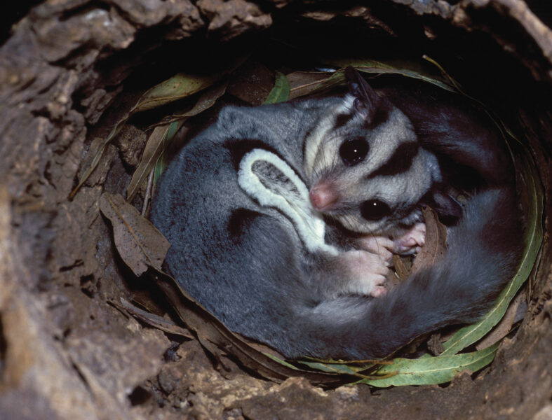 ảnh con sóc baya14 (3)