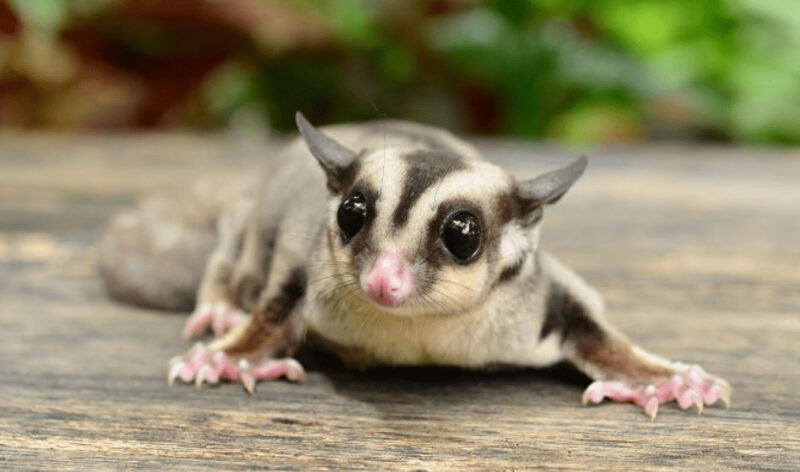 ảnh con sóc baya18