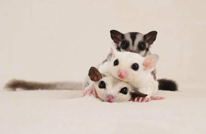 ảnh con sóc baya27