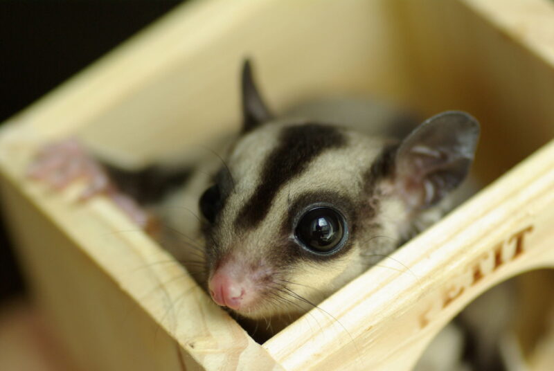 ảnh con sóc baya31