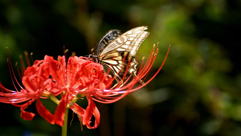 ảnh nền hoa bỉ ngạn được bướm hút mật
