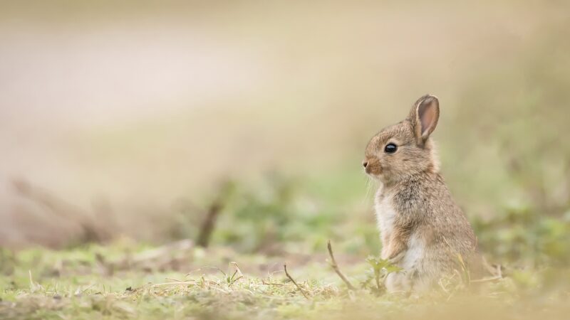 ảnh nền thỏ đứng bằng 2 chân