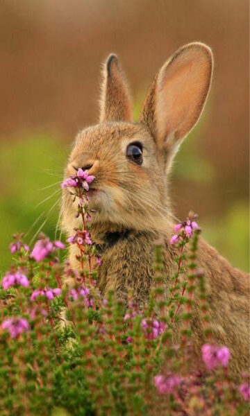 ảnh nền thỏ và hoa màu tím