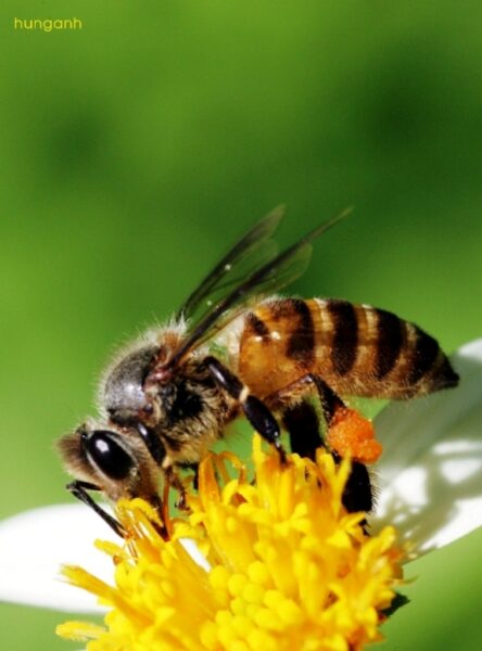 Hình ảnh con ong chăm chỉ