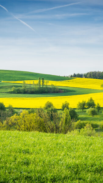 Hình nền cỏ đẹp cho điện thoại