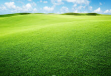 Hình nền cỏ xanh