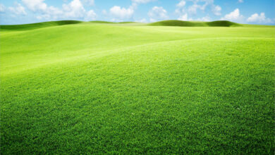 Hình nền cỏ xanh