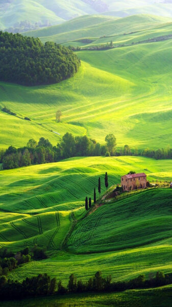 Hình nền đồng cỏ cho điện thoại