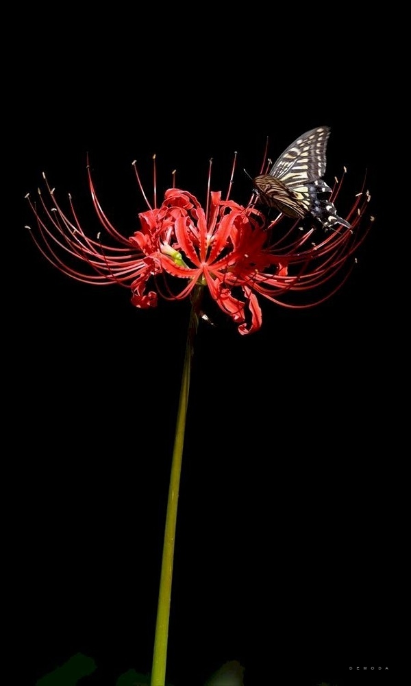 Chi tiết hơn 96 ảnh hoa bỉ ngạn mới nhất  Tin Học Vui