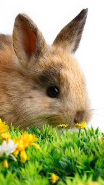 hình nền thỏ mắt đen đáng yêu nhất