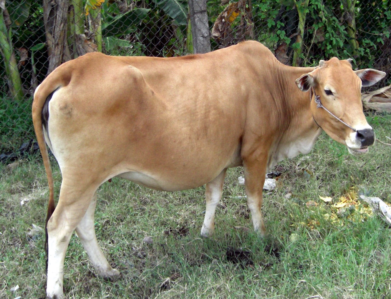 205015 hình ảnh về con bò sữa đẹp ấn tượng nhất năm 2019  Mua bán hình  ảnh shutterstock giá rẻ chỉ từ 3000 đ trong 2 phút
