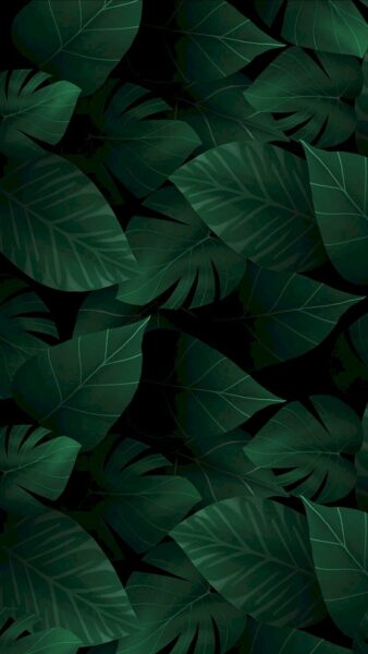 ảnh nền lá cây rùa
