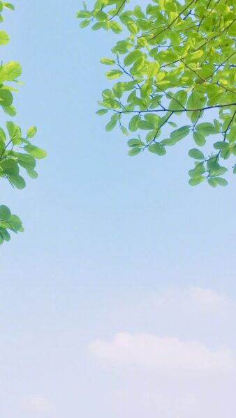 Hình nền lá cây nền trời